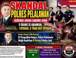Skandal Polres Pelalawan Gerebek Arena Sabung Ayam, 9 Orang di Amankan, 1 ditahan, 8 tidak ikut ditahan