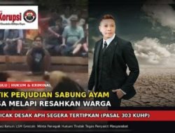 Praktik Perjudian Sabung Ayam di Desa Melapi, Kecamatan Putussibau Selatan, Kapuas Hulu “LSM Gmicak Desak APH Tertipkan