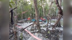Tambang Jenis User-User di Kampung Pait Jaya, Desa Belo Laut, Kecamatan Mentok dugaan Ilegal Merusak Ekosistem