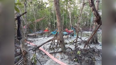 Tambang Jenis User-User di Kampung Pait Jaya, Desa Belo Laut, Kecamatan Mentok dugaan Ilegal Merusak Ekosistem
