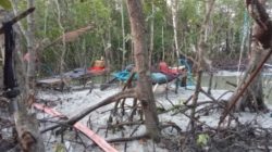 Dugaan Tambang Ilegal Jenis User-User kembali beroperasi Rusak Hutan Bakau di Kampung Pait Desa Belo Laut