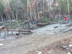 Dugaan Tambang Ilegal Jenis User-User kembali beroperasi Rusak Hutan Bakau di Kampung Pait Desa Belo Laut