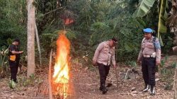 Sabung Ayam Pakisaji Akhirnya di Bumi hanguskan Aparat penegak hukum (APH)