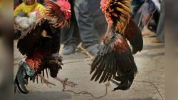 Aparat Penegak Hukum Diduga Tidak Berdaya Menindak Tegas Permainan Judi Sabung Ayam Di Desa Jiwa Baru