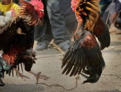 Aparat Penegak Hukum Diduga Tidak Berdaya Menindak Tegas Permainan Judi Sabung Ayam Di Desa Jiwa Baru