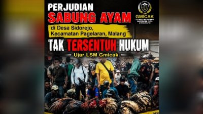 Perjudian Sabung Ayam di Desa Sidorejo, Kecamatan Pagelaran, Malang tak tersentuh Hukum “Ujar LSM Gmicak