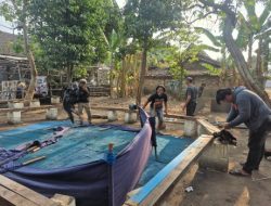 Polres Nganjuk Bongkar Dua Lokasi Sabung Ayam Di Sukomoro dan Loceret