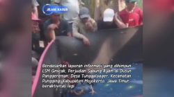 Perjudian Sabung Ayam di Panggereman, Desa Tunggalpager, Pungging, Mojokerto Marak Kembali