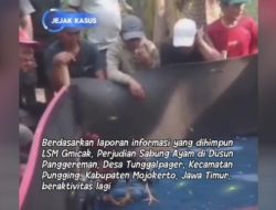 Perjudian Sabung Ayam di Panggereman, Desa Tunggalpager, Pungging, Mojokerto Marak Kembali