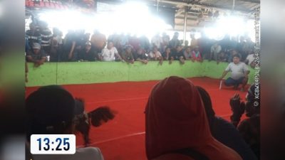 Perjudian Sabung Ayam di Kalikecabean, Kecamatan Candi, Sidoarjo Tak tersentuh Hukum, Disorot LSM Gmicak